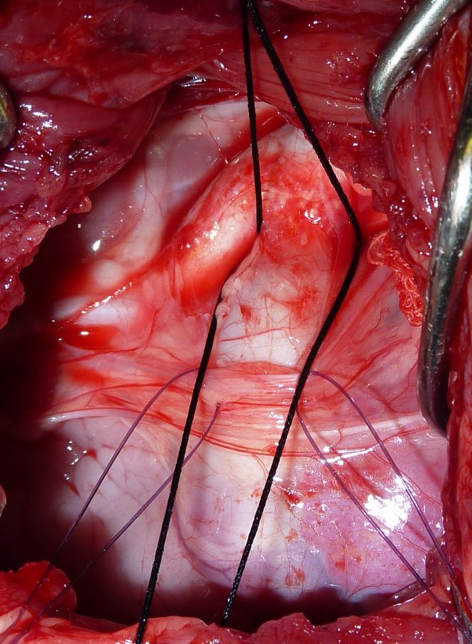 intraoperative view of dog undergoing pda ligation